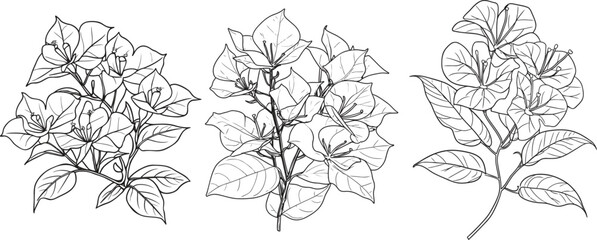 Bougainvillea Line Art Vector Set, Hand Drawn Floral Design Elements, Monochrome Bougainvillea Illustration