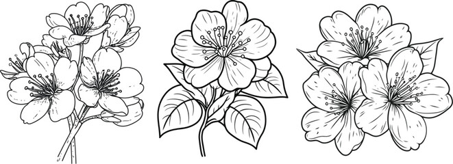 Cherry Blossom Line Art Vector Illustration, Hand Drawn Sakura Flower Bundle.