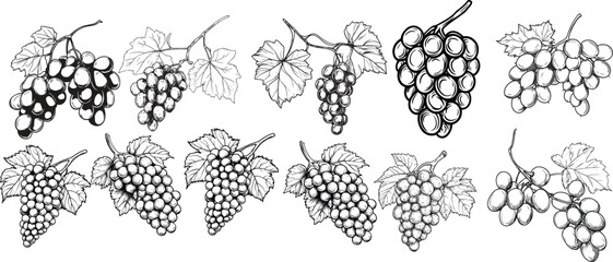 A bundle of 11 grapes hand draw vector illustration for packaging design and coloring books.
