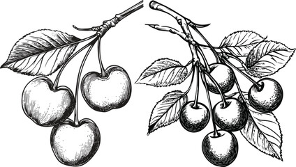 Vintage Cherry Fruit and Foliage Drawing, Black and White Cherry Twig Art