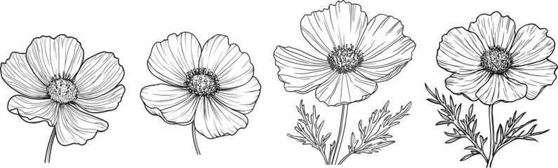 Hand Drawn Cosmos Botanical Flower Drawing, Elegant Wildflower Cosmos Black and White Artwork