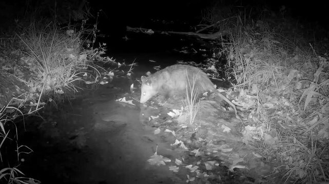 Virginia opossum walking to a small creek to drink, in infra red footage