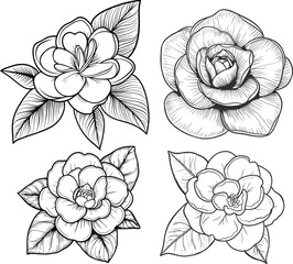 Botanical Gardenia Blossom Illustrations, Line Art Gardenia Flowers and Leaves.