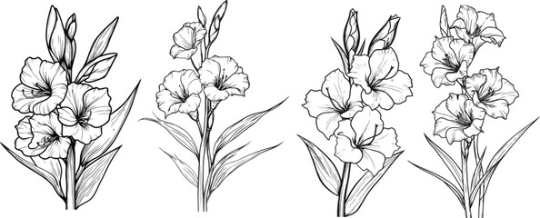 Hand Drawn Gladiolus Flower Vector Set, Gladiolus Stems and Blooms, Line Art Gladiolus Flowers Collection.