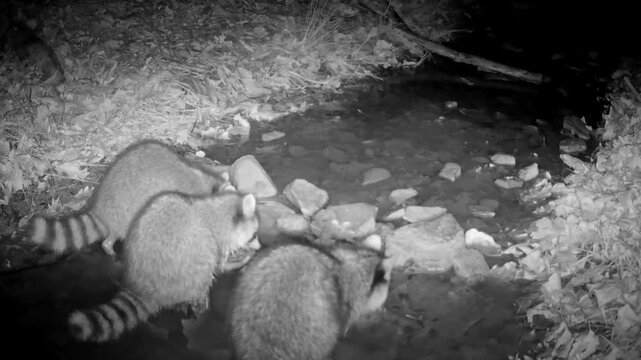 Three raccoons at night, looking for food in a small creek in late winter; in infra red footage