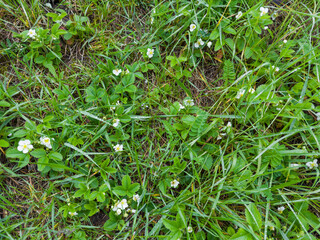 Blooming wild strawberry among other grass on glade, top view
