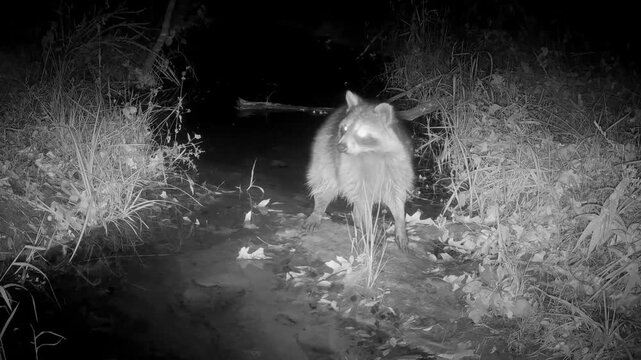 Common raccoon at night, stopping to listen and look around for dangers in the darkness; in infra red footage