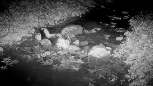 Striped skunk at night, crossing a small creek over rocks in early spring; in infra red footage
