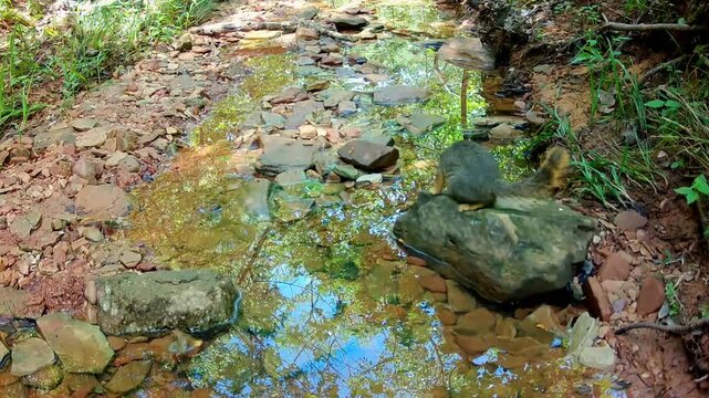 Fox squirrel splooting, or cooling off, on a rock in a small creek on a hot summer day
