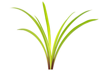 Green plant Amaryllis with leaves, branch of green leaves isolated on PNG transparent background
