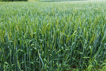Green wheat in flowering stage on a field