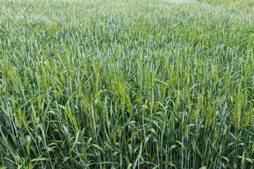 Field of green wheat in flowering stage in overcast day