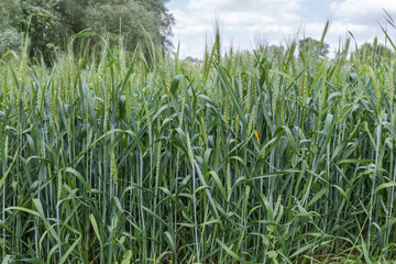 Obraz premium Green wheat in flowering stage on a field