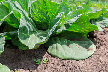 Young white cabbage leaves on field, bottom view close-up