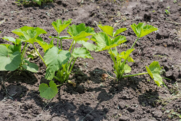 Young plants of vegetable marrow on field in sunny day