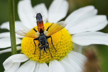 Closeup on a colorful red Cylindromyia brassicaria tachinid fly on a white daisy flower