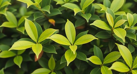 Fototapeta premium Lush Green Leaves Close-Up - Natures Vibrant Detail.