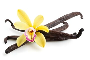 Vanilla pods and orchid flower isolated on white background 