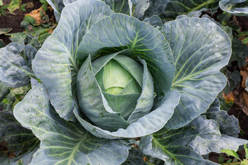 Obraz premium Top view of white cabbage covered with dew on field