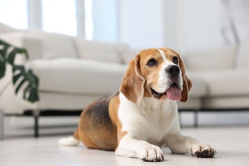 Cute Beagle dog lying on floor at home