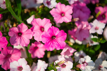 Vivid petunia garden flower growing. Petunia flower in nature. Summer nature aroma. Vivid inflorescences of flowering plant. Flower of petunia. Flowering background. Petunia blossom