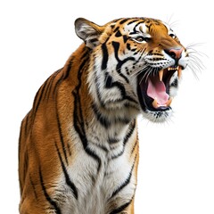 Naklejka premium A majestic tiger roaring, showcasing its powerful presence