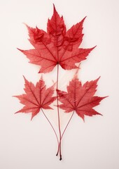 Fototapeta premium Real Pressed red maple leaves plant leaf tree.