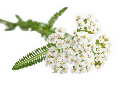 Delicate white yarrow flower cluster isolated on transparent background
