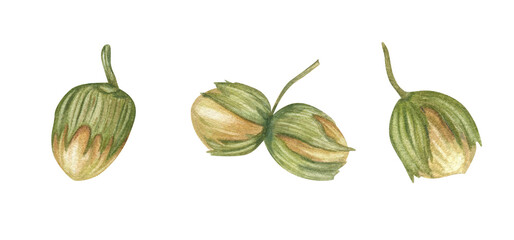 Watercolor fresh green hazelnut fruits with spiny husks in shell set illustration on isolated background. Forest filbert nuts clip art. Healthy food ingredients for book design, vegan shop decor.