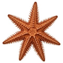 A vibrant orange starfish with multiple arms, a stunning showcase of marine life's intricate beauty.