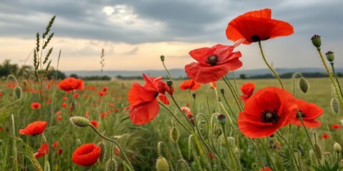 Naklejka premium Sunset Poppy Field Close-up Composition, Vibrant Red Blooms, Serene Landscape, Poppy Flowers, Nature Photography Poppy Field, Sunset Photography