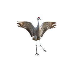 A sandhill crane with outstretched wings showing its elegance. It stands gracefully, and ready for flight, symbol of freedom
