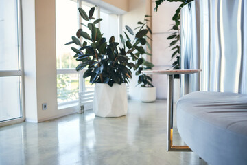 Modern interior featuring large potted plants near floor to ceiling windows with sunlight streaming in, empty curved sofa and round metal table positioned in foreground