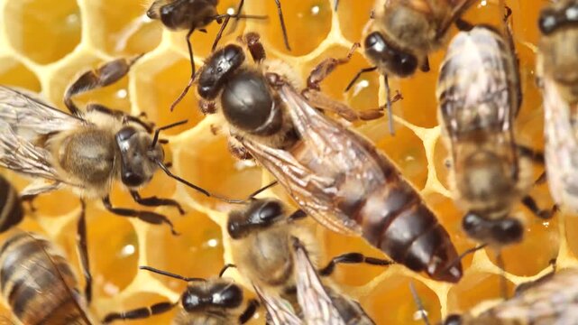 A queen with an egg emerging from her abdomen. 
Rare shot.