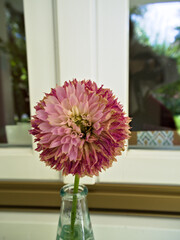 Fading dahlia blossom in a vase with soft natural light.