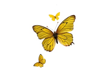 collection of yellow butterflies set against a white void, with a simple and playful presentation.