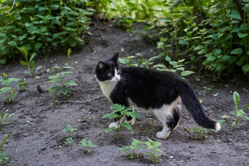 Black and white cat exploring lush green foliage in vibrant garden setting.