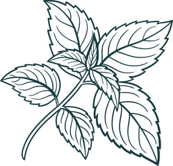 mint herb line art