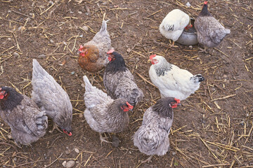 Group of various chickens on a farm showing diverse feather colors and interaction.