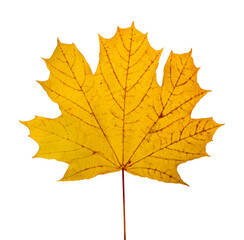 Yellow maple leaf