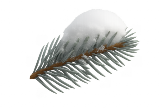 Snow covering fir tree branch on transparent background