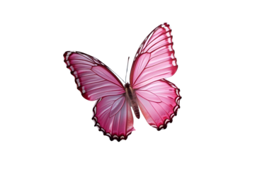 pink butterfly against a white void, offering a clear presentation with simple visual qualities.