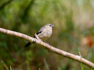 Bullfinch, Pyrrhula pyrrhula