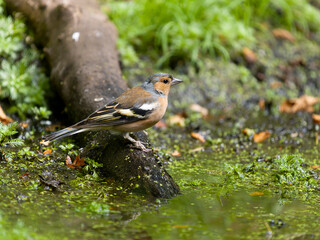 Chaffinch, Fringilla coelebs