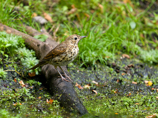 Song thrush, Turdus philomelos