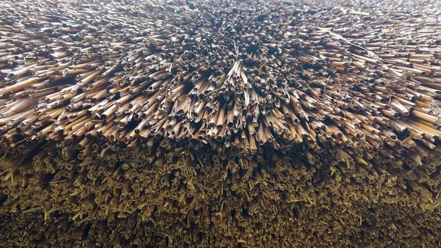 A cascade of raindrops flows down the straws of a house's thatched roof during a rainy spring.