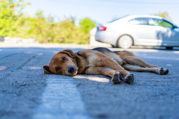 A close-up shot of a stray dog lying peacefully on an asphalt road, a poignant image of a homeless...