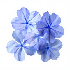 Fototapeta premium White plumbago or Cape leadwort flower. Close-up small blue flower bouquet isolated. 
