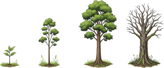 Detailed illustration of tree growth stages from young sapling to mature leafy tree and old moss-covered bare tree. © Ashik Creatives
