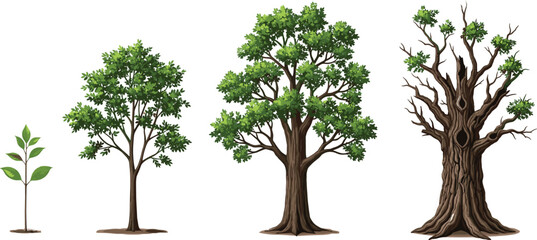 Detailed illustration showing tree growth stages from young sapling to mature leafy tree and finally old, hollow tree.